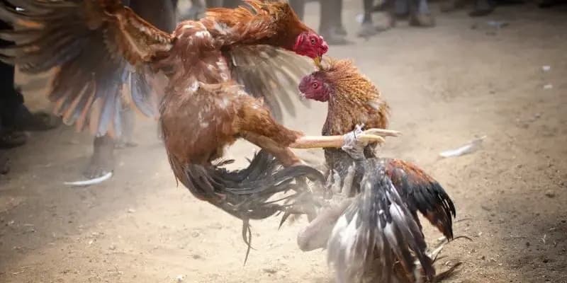 Tài Xỉu hướng dẫn cách chọn gà đá cựa dao hiệu quả cho sư kê 4 Những đặc điểm của các chiến kê cựa dao hữu hiệu