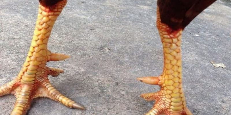 Tài Xỉu hướng dẫn cách xem vảy gà đá hay cho sư kê chọn lựa 1 cach xem vay ga da hay 1