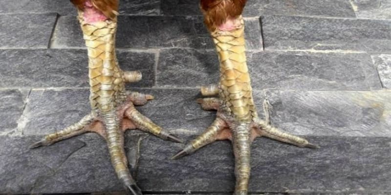 Tài Xỉu hướng dẫn cách xem vảy gà đá hay cho sư kê chọn lựa 2 Bỏ túi cách xem vảy gà đá hay được chia sẻ từ Xóc Đĩa