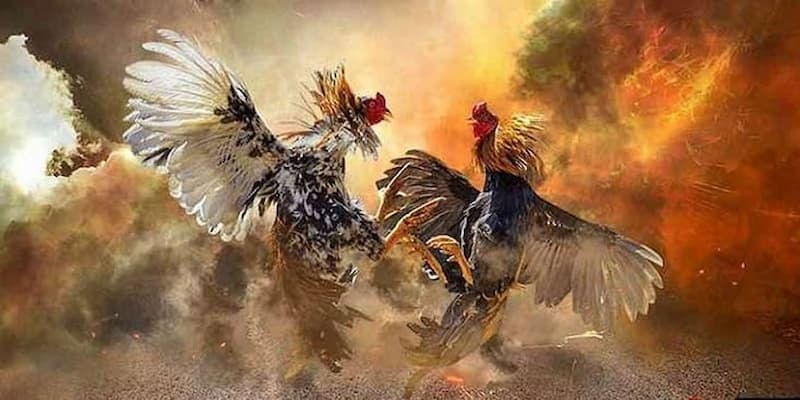 Đá gà online có uy tín không? Tài Xỉu cung cấp điều cần biết 4 Bí kíp chinh phục đá gà online nhà Xóc đĩa cho sư kê